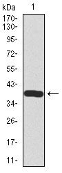 Somatostatin antibody [7G5]