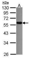 DNAJC7 antibody