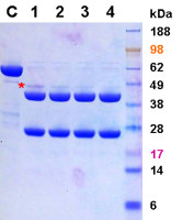 Turbo HRV 3C Protease (active)