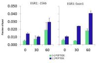 FBXO11 antibody, Internal