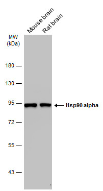 Hsp90 alpha antibody