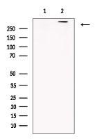 REV3L antibody