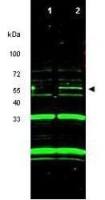 ING3 antibody