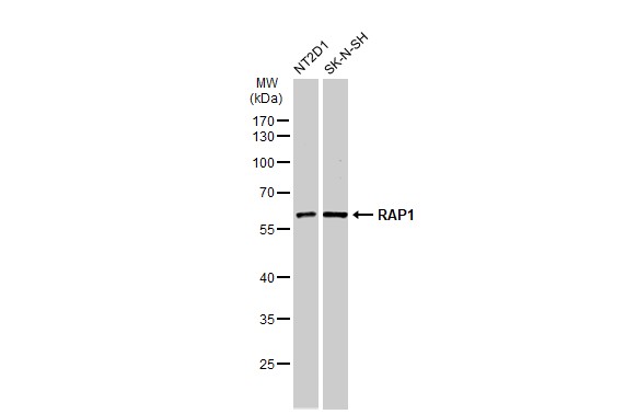 RAP1 antibody [N2C3]