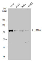 KIF2A antibody