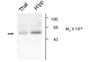 GABA A Receptor alpha 5 antibody
