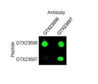 SOX9 (phospho Ser181) antibody