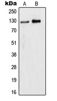 WDHD1 antibody