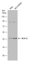 HLA-G antibody