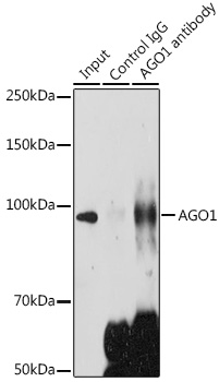 AGO1 antibody