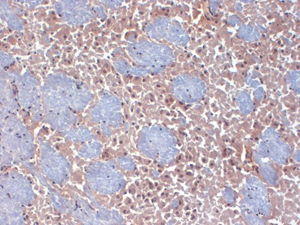 HCN2 antibody [S71-37]