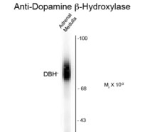 Dopamine beta Hydroxylase antibody, C-Term
