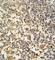 MAML3 antibody, C-term