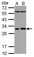PAFAH1B2 antibody