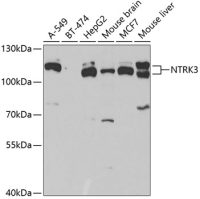 TrkC antibody