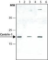 Centrin 1 antibody