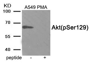 AKT1 (phospho Ser129) antibody