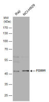 FOXH1 antibody