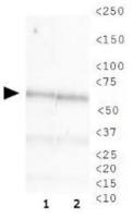 CHAF1B antibody [SS 24 1-68]