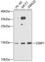 SSBP1 antibody