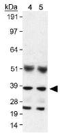 ARA9 antibody [35-2]