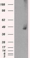 MEK1 antibody [1C1]