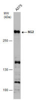 NG2 antibody