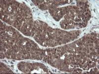 Melanoma gp100 antibody [8A4]