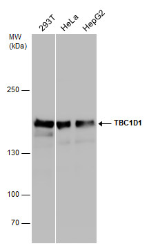 TBC1D1 antibody