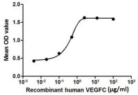 Human VEGFC protein, His tag (active)