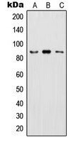 IKK beta (phospho Tyr199) antibody