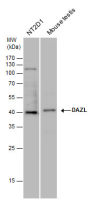 DAZL antibody