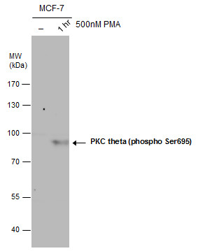 PKC theta (phospho Ser695) antibody