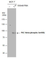 PKC theta (phospho Ser695) antibody