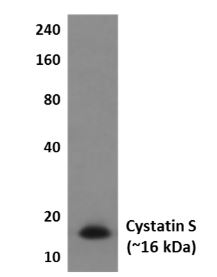 Cystatin S antibody [4L25]