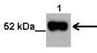 NOVA2 antibody, N-term