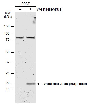 West Nile virus prM protein antibody
