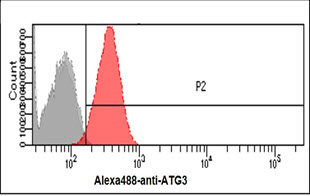 ATG3 antibody [AT15F6]