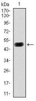 PKA C gamma antibody [2E4]