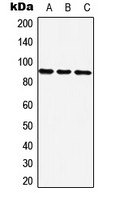 ZNF25 antibody