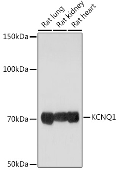 KCNQ1 antibody