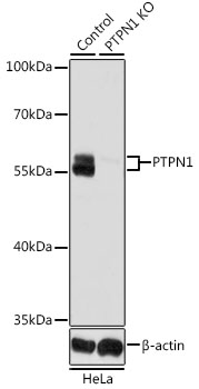 PTP1B antibody