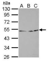 Egr2b antibody