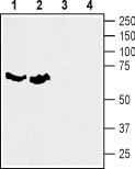 SLC6A7 antibody