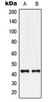 GPCR G2A antibody
