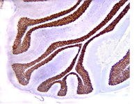 NeuN antibody [2Q158]