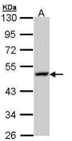 LAMP3 antibody