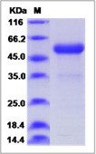 Human PLGF protein, mouse IgG1 Fc tag