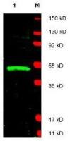 LDB1 antibody