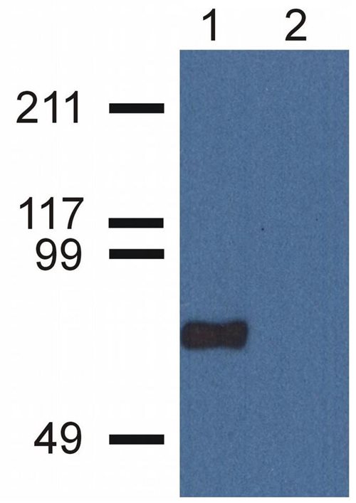 CPNE7 antibody [CPNE7-01]